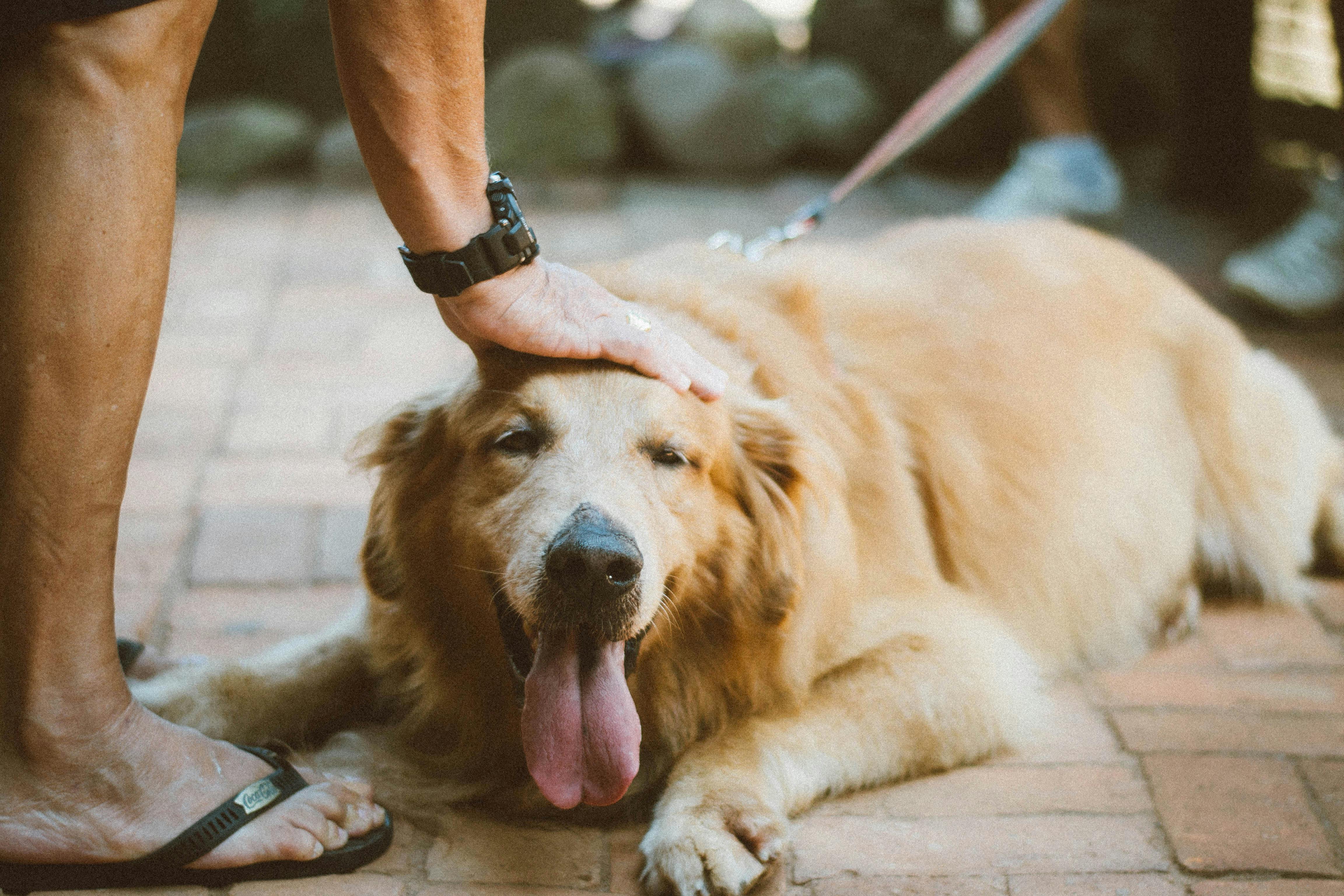 犬の年齢計算器